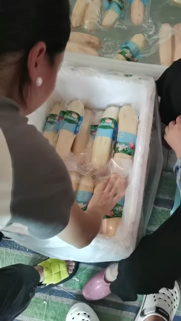 仙桃市洪湖粉藕 湖湖北省仙桃市 新鲜水生蔬菜合作社