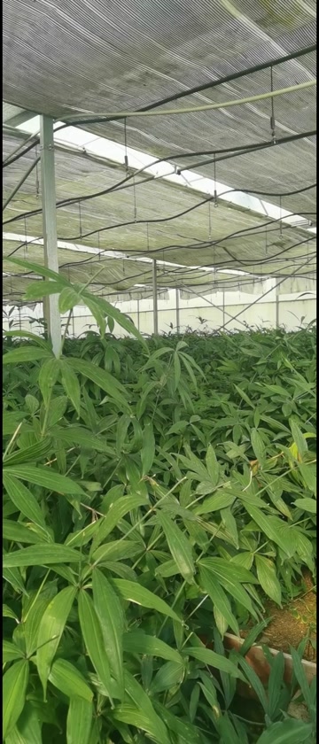 红花滇黄精三年种苗