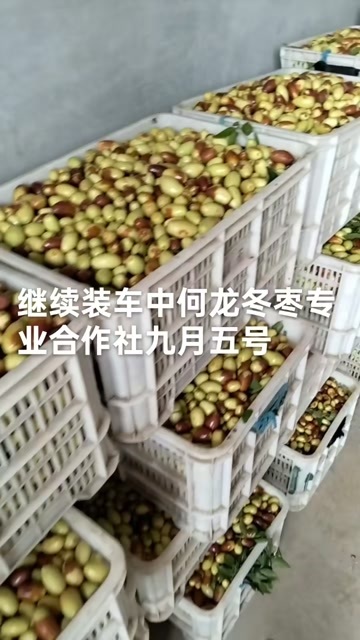 滨州子弹头，马芽枣产地直发