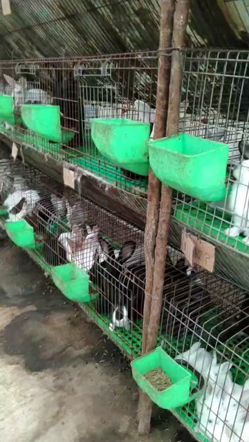 泾源县肉兔