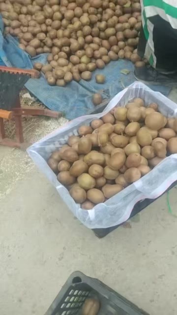 淄博淄博碧玉猕猴桃
