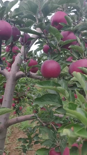 甘谷县天水花牛苹果！圆果，拉长都有