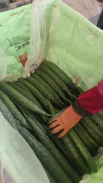 兰州基地精品黄瓜