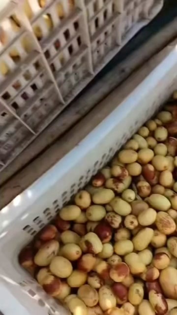 黄骅市黄骅冬枣承接电商平台，多多仓