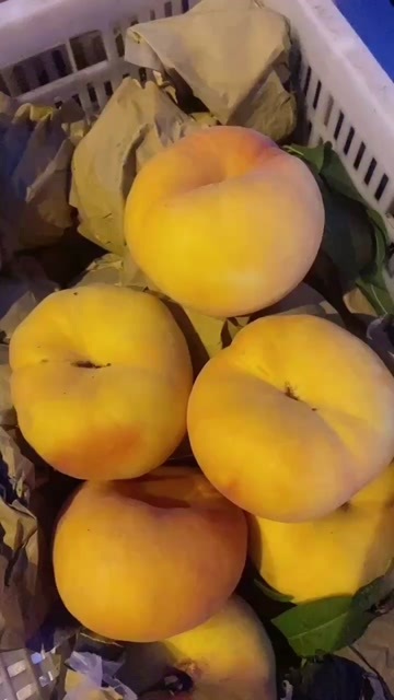 泊头市黄毛蟠