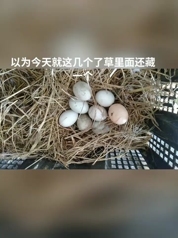 无为市农村散养土鸡蛋