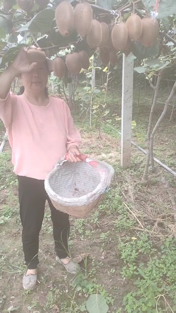 眉县自家果园，有翠香、徐香，还有少量瑞玉和弘阳