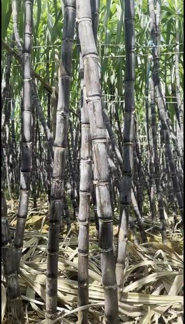 博白县广西黑皮甘蔗