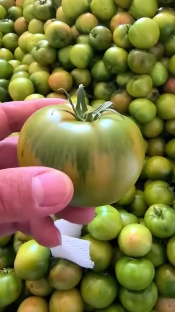 赤峰草莓西红柿