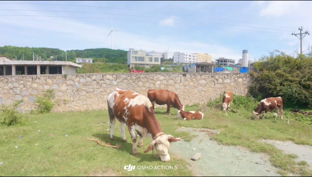 西门塔尔牛