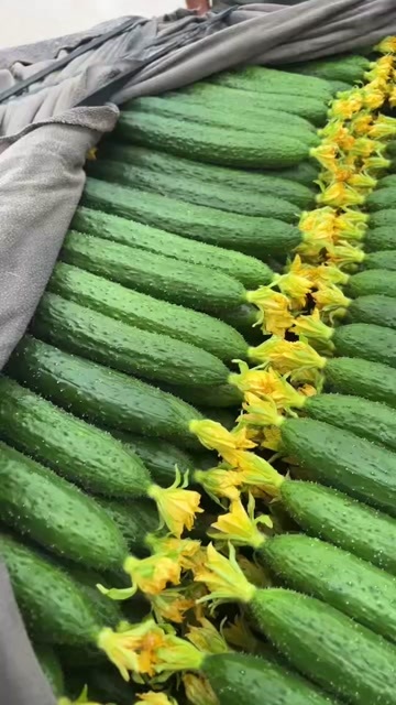兰陵县鲜花黄瓜2块钱上学