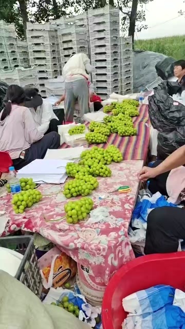 夏邑县出发啦 阳光玫瑰葡萄全国可发 原产地直发 果大清甜
