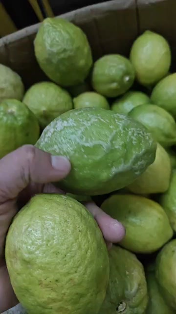 香水柠檬新鲜黄果，次果
