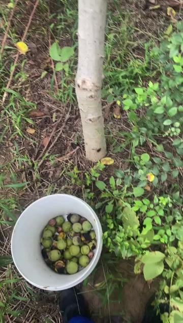 核桃树