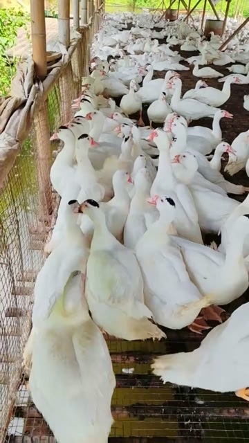 肇庆白番公母