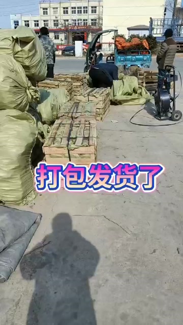 千手观音盆栽植物室内阳台绿植花卉仙人掌千佛手多肉植物山东发货