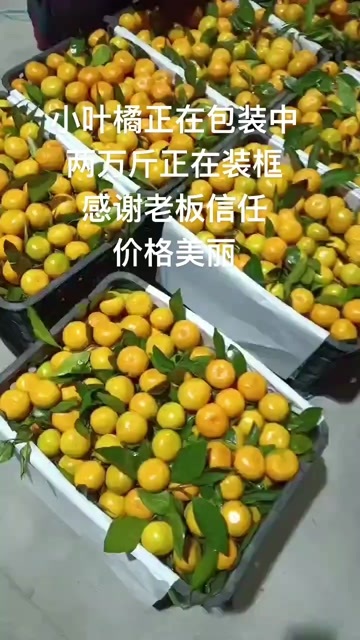 当阳市鲜果蜜橘