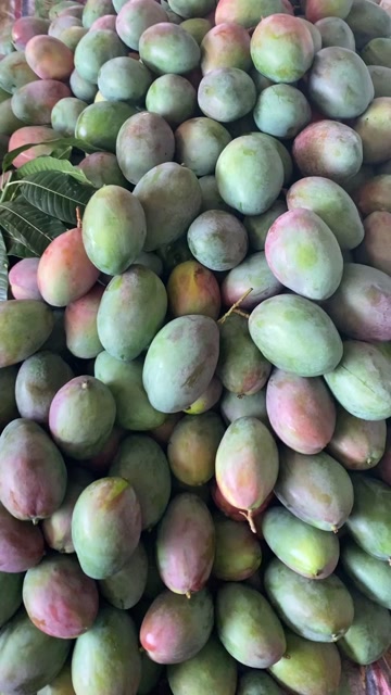 河北邯郸芒果新鲜热带水果产地直供