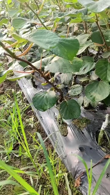 永顺县金桃猕猴桃苗