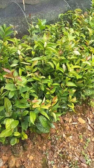 恭城县红花油茶杯苗