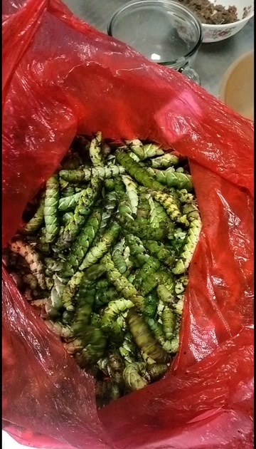 沂源县荆蚕，中药