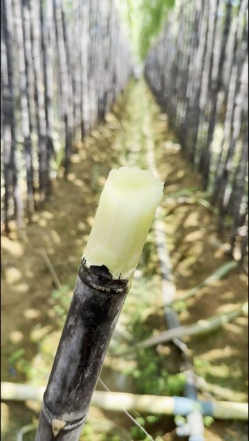 龙州县甘蔗