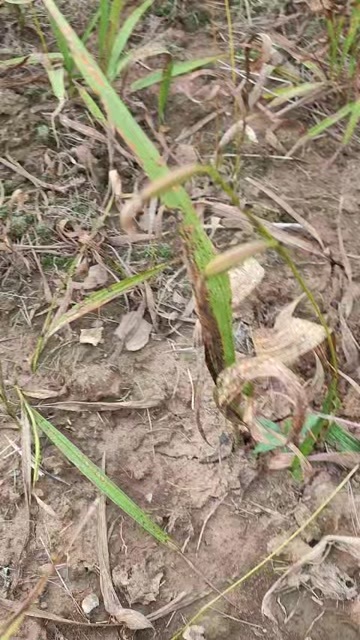 云阳白芨块茎苗 大苗3-8厘米4-6厘米占绝多3厘米几乎很少