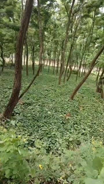 通化县淫羊藿 叶 根大量出售