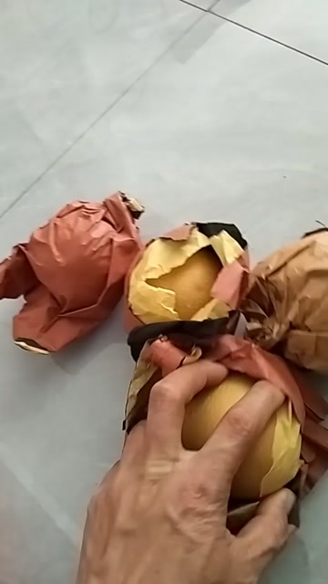 秋月梨农户现采摘