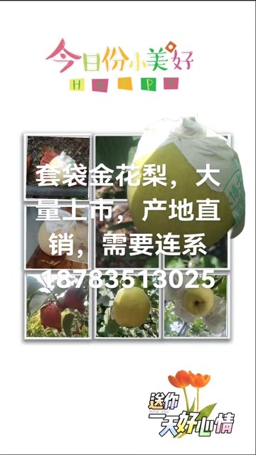 汉源县汉源套袋金花梨，果园采摘，大量上市，果面干净，个头大