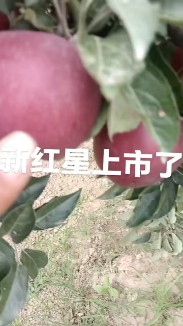 新红星苹果，原装果，果个大，表面光滑。糖度十七个糖左右。