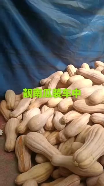 太康县南瓜