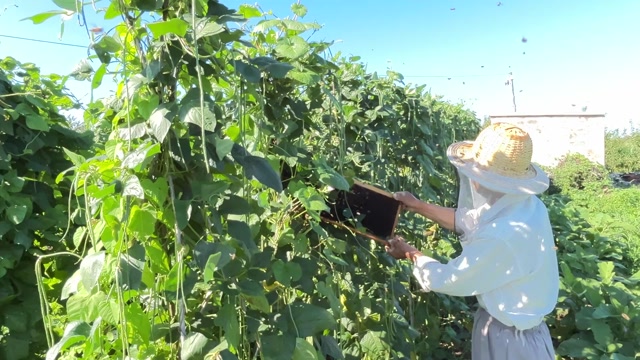 百花蜂蜜，产自辽北卧龙湖湿地保护区