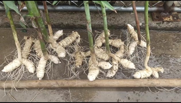 东北短处胖鸡头黄精新种子种苗