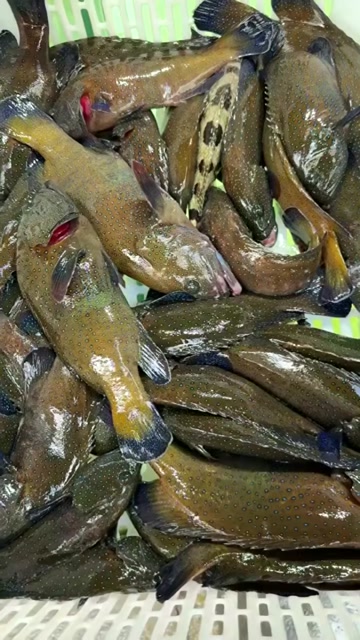 西沙钓口蓝点石斑鱼