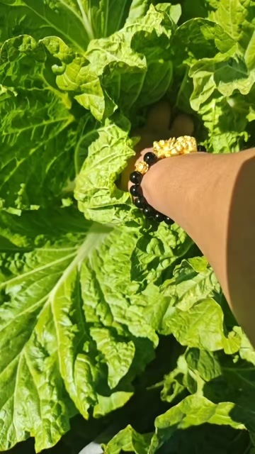 洮南市黄心大白菜