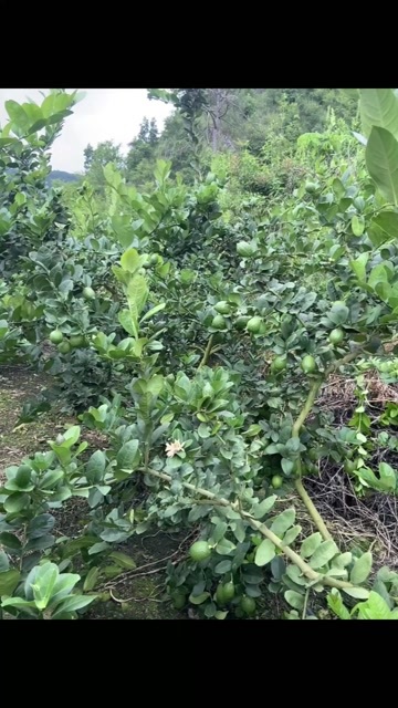 巍山县云南巍山青柠檬 新鲜现采水果 产地直发
