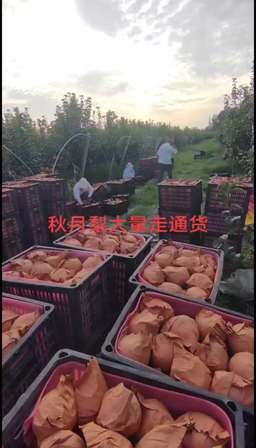 秋月梨大货直发