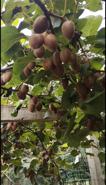 周至县陕西省周至县黑河畔的翠香猕猴桃，味道爽甜，一等品，现摘现发。