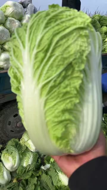 洮南市黄心大白菜
