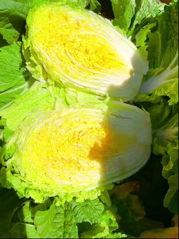 黄心大白菜