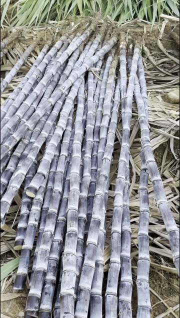 龙州县广西黑皮甘蔗新鲜直供龙州产地源头批发