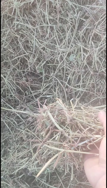 大量花生秧原草需要联系，量大价优