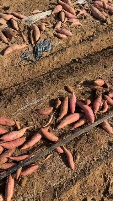 山东烟薯25糖心蜜薯