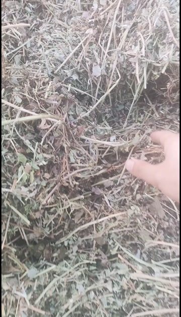 大量花生秧原草需要联系，量大价优