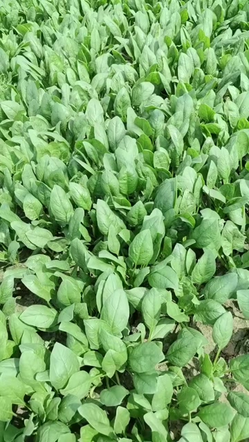 河北邯郸永年菠菜 新鲜叶菜类蔬菜 大量有货