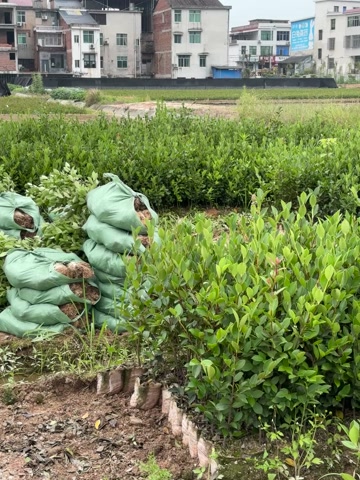 湘林210三年中杯苗，湖南基地发货，双六起苗，现挖现发