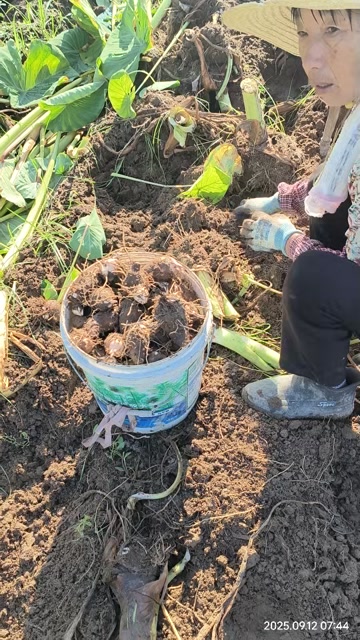 芋头，浙江红芽芋，毛芋，基地直发量大更优惠
