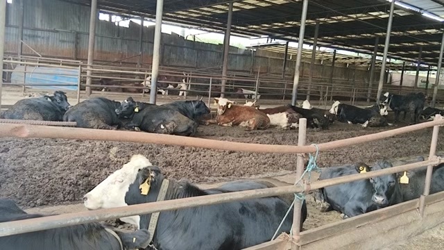 江阴市西门塔尔活牛  江苏