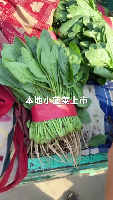 邯郸河北邯郸永年菠菜 新鲜叶菜类蔬菜 大量有货
